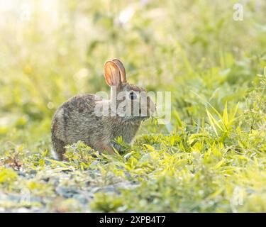 Coniglio Cottontail orientale che mangia erbacce nell'erba Foto Stock