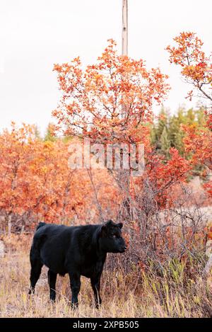 Mucca nera in piedi in mezzo al fogliame autunnale con la vivace lea arancione Foto Stock