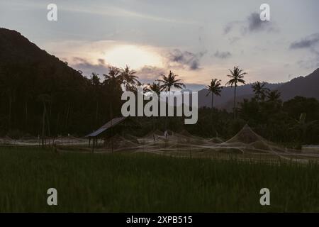 Campi di riso a Bali al tramonto. Foto Stock