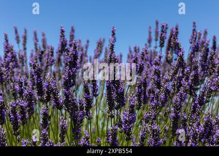 Lavanda (Lavandula) in piena fioritura sotto un cielo azzurro Foto Stock