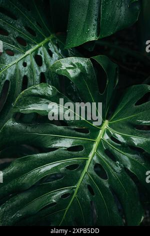 Primo piano, la lussureggiante Monstera lascia uno sfondo tropicale scuro Foto Stock