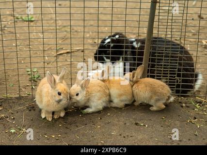 Il coniglio Lop francese bianco e nero con piccoli conigli domestici (Oryctolagus cuniculus domesticus) Foto Stock