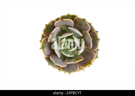 Vista dall'alto della pianta succulenta di Echeveria Pollux su sfondo bianco. Intelligenza artificiale generativa Foto Stock
