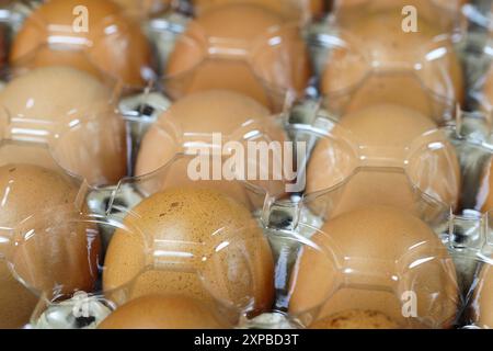 Uova di pollo crude in confezione di polietilene tereftalato (PET o PETE) con luce naturale. Foto Stock