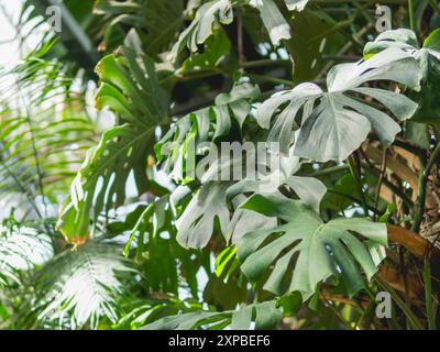 Monstera deliziosa, caseificio svizzero o filodendro a foglie separate. Pianta tropicale con grandi foglie verdi in serra. Foto Stock