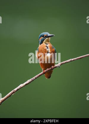 Il fratello kingfisher rapidamente non si tollera a vicenda e l'aggressione tra i giovani, le ali alzate e la caccia sono comuni. Foto Stock