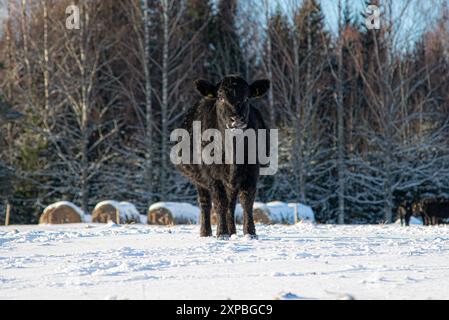 Mucca Black angus in piedi nella neve nelle soleggiate giornate invernali Foto Stock