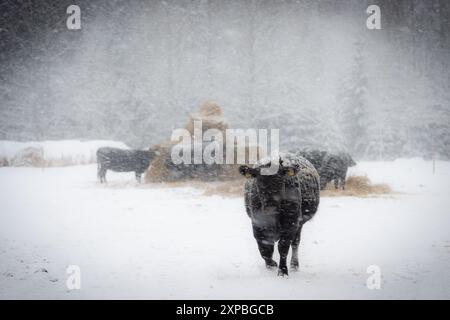 Mucca Black angus che cammina nella neve attraverso forti nevicate in inverno Foto Stock