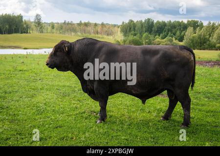 Toro Black angus in piedi in erba il giorno d'estate Foto Stock