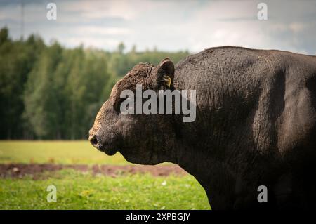 Foto ritratto di toro Black angus, testa di toro nera angus Foto Stock