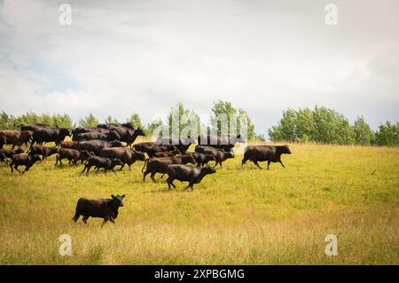 Mandria di bovini Black angus che corre sul campo Foto Stock