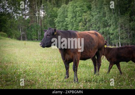 Mucca angus nera e vitello in piedi nell'erba Foto Stock