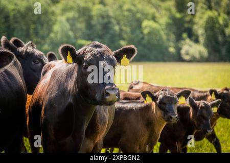 Ritratto della testa di toro di vitello Black angus, prato del paddock Foto Stock