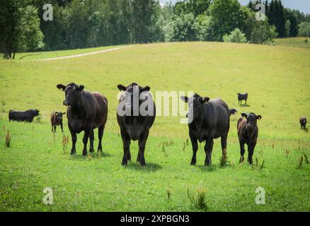 Black angus giovanisce le vacche che che si trovano sulla prateria di collina Foto Stock