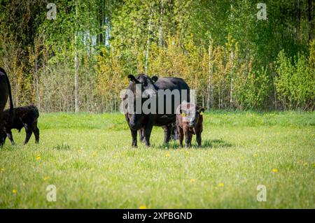 Mucca angus nera e vitello in piedi nell'erba Foto Stock