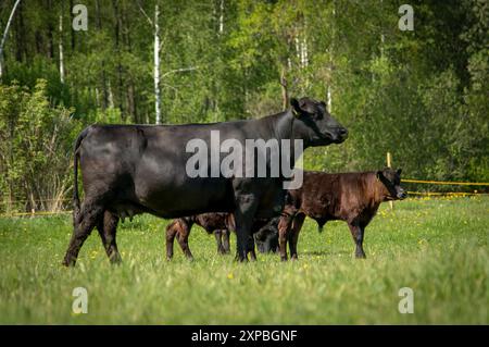 Mucca angus nera e vitello in piedi nell'erba Foto Stock