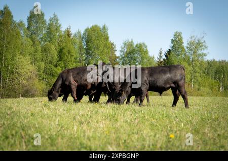 Black angus giovani tori che pascolano il giorno d'estate Foto Stock