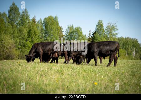 Black angus giovani tori che pascolano il giorno d'estate Foto Stock