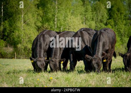 Black angus giovani tori che pascolano il giorno d'estate Foto Stock