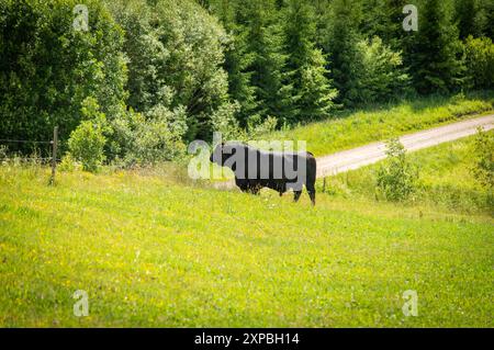 Toro Black angus in piedi sul lato della collina su prati verdi Foto Stock