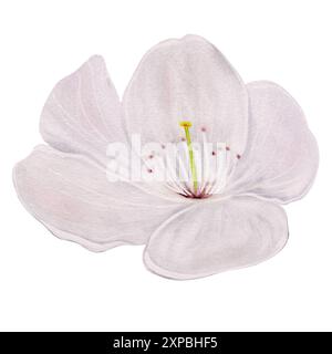 Acquerello del fiore di albicocca. Illustrazione ad acquerello disegnata a mano in fiore bianco isolata su sfondo bianco. Illustrazione botanica clip art. Per Foto Stock