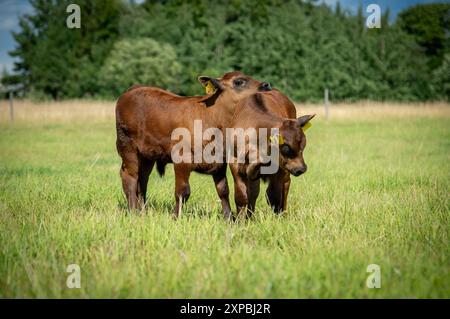 Il vitello angus nero cammina nell'erba Foto Stock