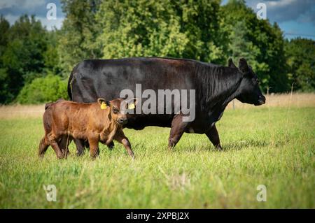 Mucca nera angus e vitello che camminano nell'erba Foto Stock