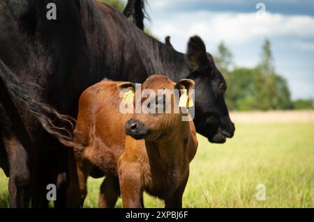Mucca angus nera e vitello sul prato Foto Stock