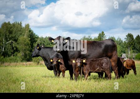 Mucca angus nera e vitello sul prato Foto Stock