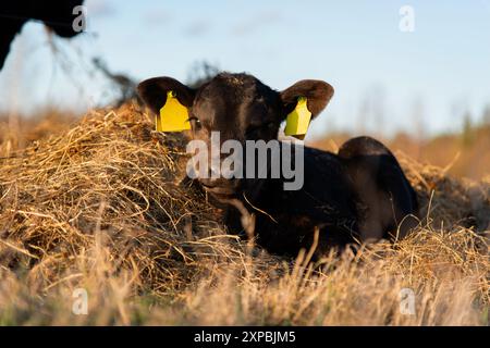 Il vitello angus nero giace nella paglia Foto Stock