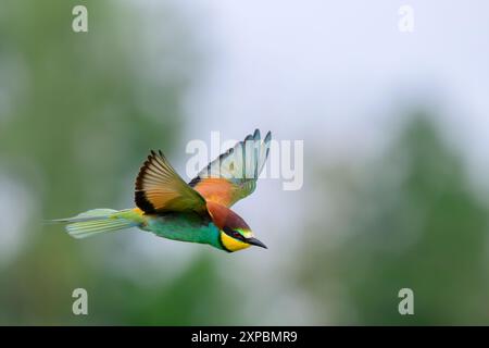 Mangiatore di api europeo in volo Foto Stock