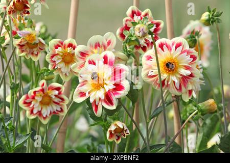 Un'ape calcarea si siede sul petalo di una collarette rossa e gialla Dahlia «Ashpire Fancy» in fiore. Foto Stock