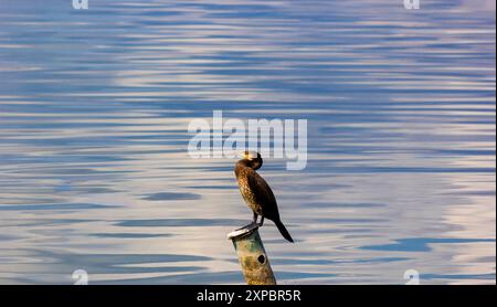 Il grande cormorano Phalacrocorax carbo si trova su un bastone in mare. Il grande cormorano Phalacrocorax carbo, conosciuto come il grande cormorano nero o nero c Foto Stock