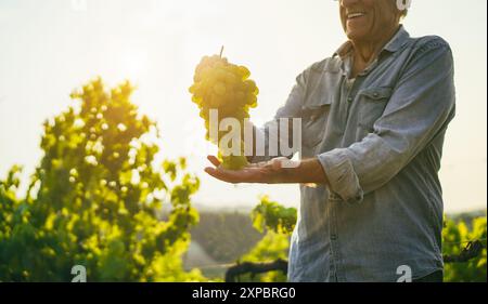 Produttore di vino senior che detiene grappolo di uva bianca con vigneto sullo sfondo - azienda agricola biologica e concetto di piccola impresa - Focus sulla frutta Foto Stock