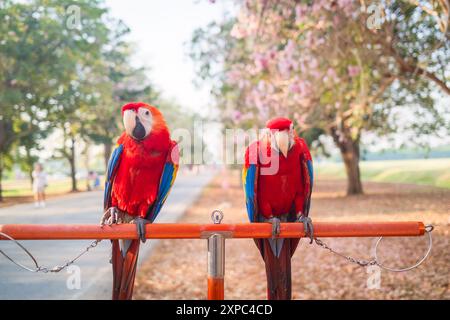 Macchia Scarlet rossa che si aprono su rotaia nel giardino fiorito Foto Stock