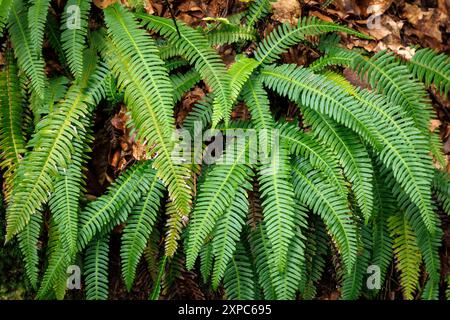 Felce dura (Struthiopteris spicant) che cresce nella foresta dei monti Ardey vicino alla città di Wetter sulla Ruhr, Renania settentrionale-Vestfalia, Germania. Foto Stock