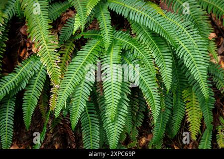 Felce dura (Struthiopteris spicant) che cresce nella foresta dei monti Ardey vicino alla città di Wetter sulla Ruhr, Renania settentrionale-Vestfalia, Germania. Foto Stock