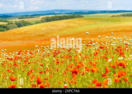 Campo di papavero sotto il cielo blu Foto Stock