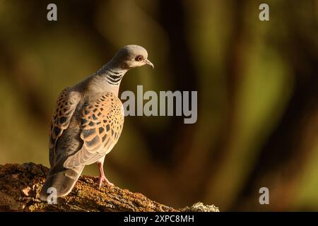Tortora europea arroccata su una filiale Foto Stock