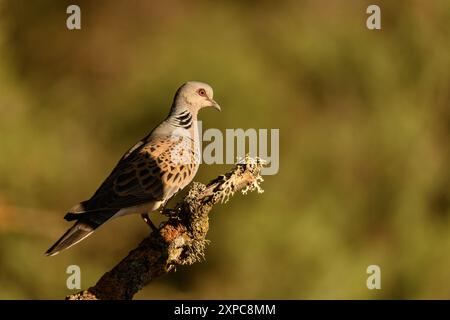 Tortora europea arroccata su una filiale Foto Stock