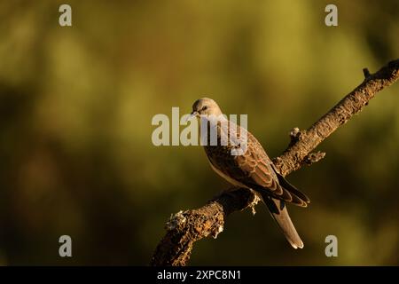 Tortora europea arroccata su una filiale Foto Stock