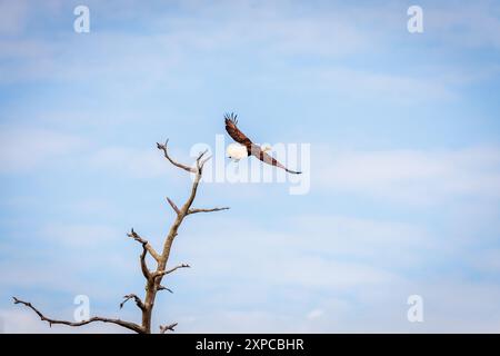 Aquila calva che decolla un albero secco in una riserva naturale in Florida Foto Stock