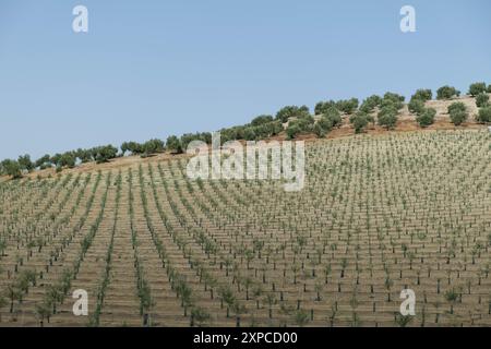 Un'enorme piantagione di olivi giovani in fila con olivi adulti sullo sfondo per la produzione di olio d'oliva e derivati in Andalusia Foto Stock