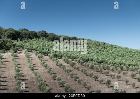 Una collina nella provincia di Jaen con una piantagione di olivi giovani e adulti. Si tratta di grandi monoculture ecologiche per la produzione di olive o Foto Stock