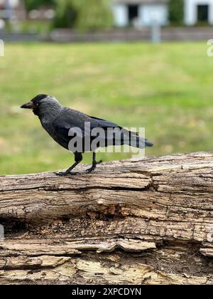 Un corvo nero cammina su un tronco caduto con l'erba sullo sfondo. Le eleganti piume del corvo e l'ambiente naturale creano un contrasto sorprendente Foto Stock