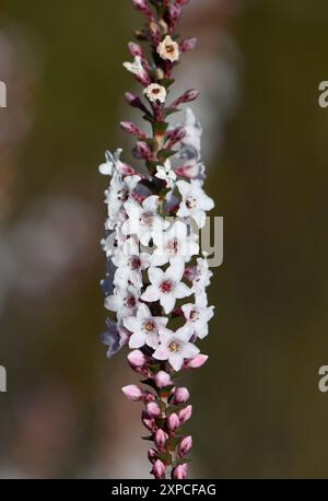 Primo piano di fiori e gemme della Coast Coral Heath, originaria dell'Australia, Epacris microphylla, famiglia Ericaceae, che cresce nelle brughiere di Sydney, NSW Foto Stock