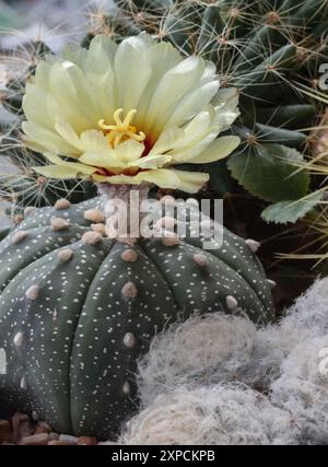 Il bellissimo fiore giallo di Astrophytum asterias (cactus Kabuto) fiorisce con Ferocactus echidne come sfondo. Specie di cactus nel genere AS Foto Stock