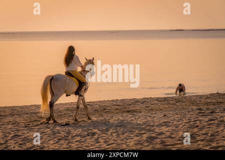 La donna araba sul bellissimo cavallo bianco sulla spiaggia del Mar Mediterraneo durante il tramonto estivo a Tiro (Sour), Libano. Foto Stock