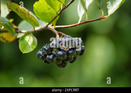 Immagine ravvicinata dei frutti freschi di Aronia melanocarpa (bacca nera) appesi su un ramo, con foglie verdi sullo sfondo. Foto Stock