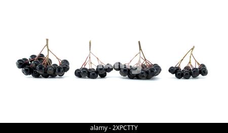 Ammassi di bacche di cioccolato nero (Aronia melanocarpa) su sfondo bianco, enfatizzando i concetti di cibo naturale e sano. Foto Stock